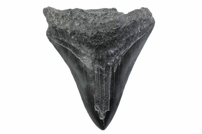Juvenile Megalodon Tooth - South Carolina #370439